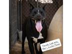 Adopt Farah a Black Labrador Retriever, Pit Bull Terrier