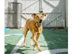 Adopt Shiva - Reduced Rover! a Golden Retriever, Greyhound