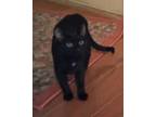 Adopt Ember a American Shorthair