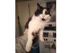 Adopt Tippy a Domestic Medium Hair