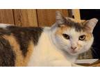Adopt Candy a Dilute Calico