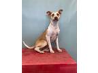 Adopt Gigi a Australian Cattle Dog / Blue Heeler, Pit Bull Terrier