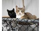 Adopt Spiffy & Tinkerbelle a Domestic Short Hair