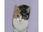 Adopt Dotti a Calico, Domestic Short Hair