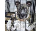Adopt Charlotte a Cattle Dog