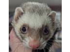 Adopt Vinnie & Squiggy a Ferret