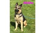 Adopt Adelika a German Shepherd Dog