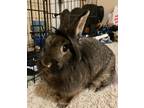 Adopt Farrah a Lionhead