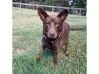 Adopt Nutmeg (HW+) 10-2634 a Shepherd, Chocolate Labrador Retriever