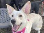 Adopt Cloud a Great Pyrenees, White German Shepherd