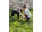 Adopt Gertie a Bernese Mountain Dog