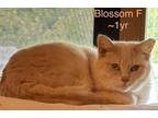 Adopt BLOSSOM a Domestic Short Hair