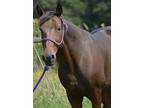 Maggie, Tennessee Walking Horse For Adoption In Seneca, South Carolina