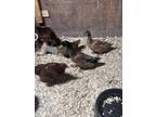 Khaki Campbell Duck2, Duck For Adoption In Marquette, Michigan