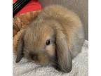 Chewy Chewbacca, Mini Lop For Adoption In Los Angeles, California