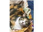 Dee Dee, Domestic Shorthair For Adoption In Valparaiso, Indiana