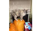 Gretel, Siamese For Adoption In Temple, Texas