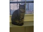 C.c., Domestic Shorthair For Adoption In Brockport, New York