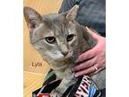 Lyla, Domestic Shorthair For Adoption In Springfield, Pennsylvania