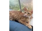 Maui, Domestic Shorthair For Adoption In Boerne, Texas