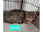 Jacqui, Domestic Shorthair For Adoption In Richmond, Indiana