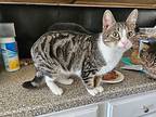 Jeffwee, Domestic Shorthair For Adoption In Myrtle Beach, South Carolina