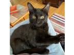 Wicca, Domestic Shorthair For Adoption In Rochester, New York