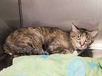 Greta, Domestic Shorthair For Adoption In Phoenix, Arizona