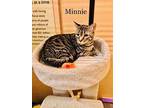 Minnie, Domestic Shorthair For Adoption In Springfield, Pennsylvania