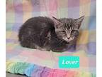 Lover, Domestic Shorthair For Adoption In Richmond, Indiana