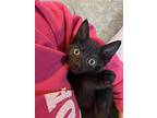 Frankenstein, Domestic Shorthair For Adoption In Rochester, New York