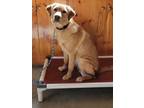 Adopt Tessa a Labrador Retriever