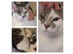 Paisley, Domestic Shorthair For Adoption In Brick, New Jersey