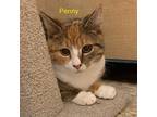Penny, Domestic Shorthair For Adoption In Springfield, Pennsylvania