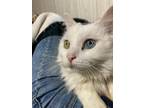 Pippy, Domestic Longhair For Adoption In Greenville, Pennsylvania