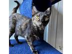 Aaliyah, Domestic Shorthair For Adoption In Rochester, New York
