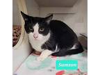 Sampson, Domestic Shorthair For Adoption In Richmond, Indiana