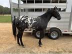 Appaloosa Gelding