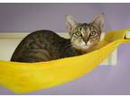 Tawny, Domestic Shorthair For Adoption In Baton Rouge, Louisiana