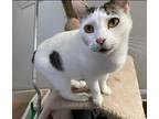 Tailless, Domestic Shorthair For Adoption In Myrtle Beach, South Carolina
