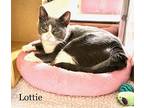 Lottie, Domestic Shorthair For Adoption In Springfield, Pennsylvania