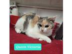 Queen Victoria, Domestic Shorthair For Adoption In Richmond, Indiana
