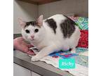 Richy, Domestic Shorthair For Adoption In Richmond, Indiana