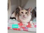 Luna, Domestic Shorthair For Adoption In Richmond, Indiana