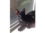 Gypsy, Domestic Shorthair For Adoption In Temple, Texas