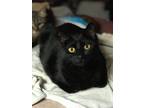Raven, American Shorthair For Adoption In Temple, Texas