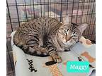 Maggy, Domestic Shorthair For Adoption In Richmond, Indiana