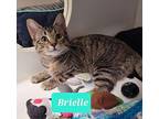Brielle, Domestic Shorthair For Adoption In Richmond, Indiana
