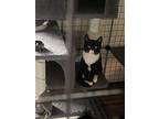 Tuxie, American Shorthair For Adoption In Longwood, Florida