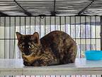 Patti Girl, Domestic Shorthair For Adoption In Myrtle Beach, South Carolina